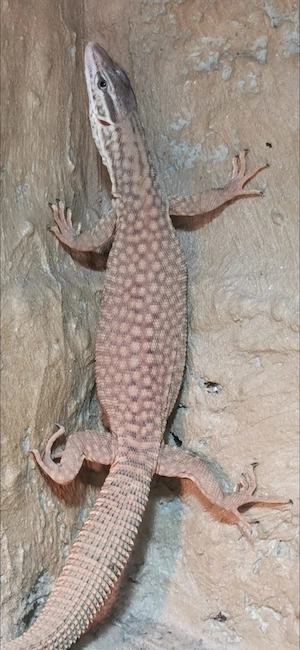 Stachelschwanzwaran abzugeben 