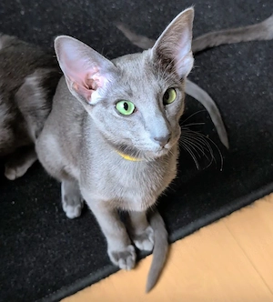 Wunderschöne OKH Peterbald Mix Kitten   liebevoll, verspielt & einzigartig 