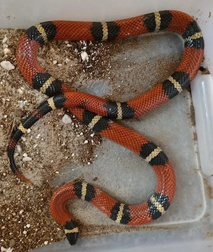 Königsnatter abzugeben 