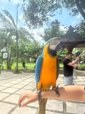  Biete Urlaubsbetreuung, Vogelbetreuung 