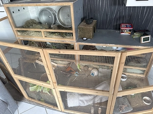 2 Degus Jungs Mit Käfig und Zubehör! 