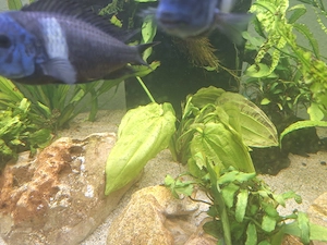 aquarienpflanzen abzugeben; Echinodoris, Anubias