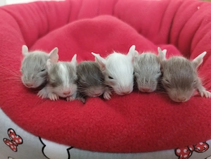 Super süßer Degu Nachwuchs:Sonderfarben:Schoko-Schecken,Liac suchen demnächst Heugeber!