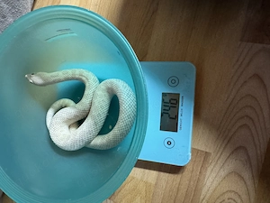 Hakennasennattern (Heterodon nasicus) 