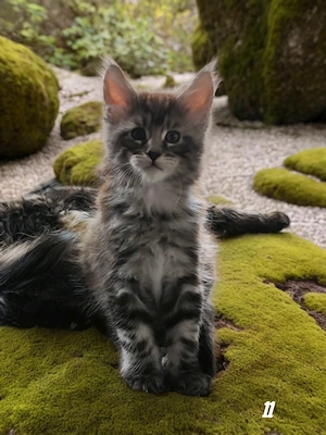 Maine Coon Kitten in black silver blotched m.Pap.