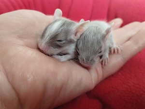 Super süßer Degu Nachwuchs:Sonderfarben:Schoko-Schecken,Liac suchen demnächst Heugeber! Bild 9