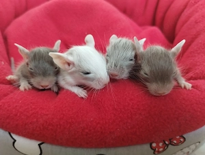 Super süßer Degu Nachwuchs:Sonderfarben:Schoko-Schecken,Liac suchen demnächst Heugeber!