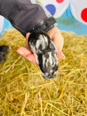 Wunderschöne Zwergwidder Babys, Lop Kaninchen, Zwergkaninchen