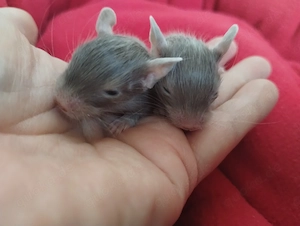Super süßer Degu Nachwuchs:Sonderfarben:Schoko-Schecken,Liac suchen demnächst Heugeber! Bild 10