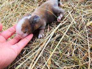 Zwergwidder Babys, Löwenköpfchen, Löwenwidder, Zwergkaninchen