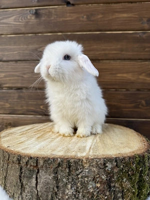 Kaninchen Zwergkaninchen Mini Lop Zwergwidder 