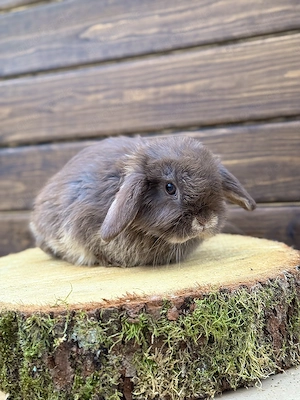 Kaninchen Zwergkaninchen Mini Lop Zwergwidder 