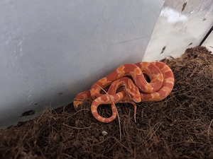 3 Kornnatter Kornnattern