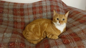 Katzen-Geschwister suchen neues Zuhause   Rundum-sorglos-Paket!