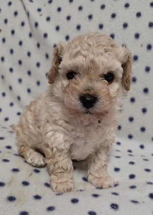 Toy Pudel-Bichon Friese Welpen 