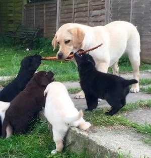 Labrador Retriever Welpen in verantwortungsvolle Hände abzugeben