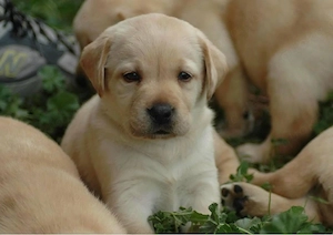 Labrador Retriever Welpen in verantwortungsvolle Hände abzugeben