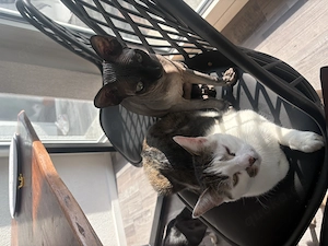 Beste Freunde sphynx und ekh jung 