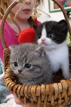 Katzenbabys bkh reinrassige Flecken grau golden Getiegert 