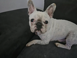 Französische Bulldogge Männchen geb am 15.06.2020 