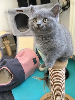 Britisch kurzhaar Kitten Bild 2