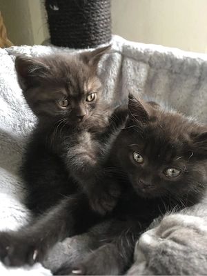 Britisch kurzhaar Kitten Bild 3