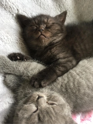 Britisch kurzhaar Kitten Bild 5