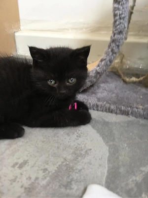 Britisch kurzhaar Kitten Bild 4