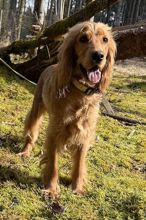 Bagel der beste Cocker den ich kenne sucht Dich für immer