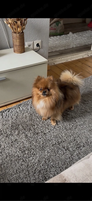 zwergspitz pomerian rüde