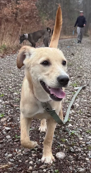 Sandy die kleine Mischlingshündin bei München wartet auf ihr zu Hause