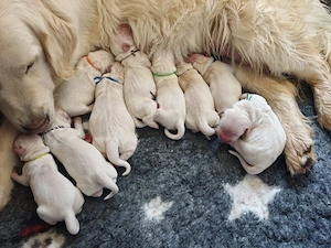    Abgabebereite Golden Retriever Welpen   