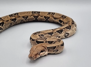 Boa constrictor imperator 