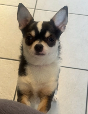Deckrüde Chihuahua sucht dich 