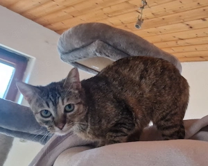 Ella, 1 Jahr, lieb, verschmust und verspielt