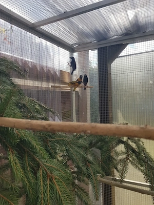 Textorweber   Dorfwebervögel 