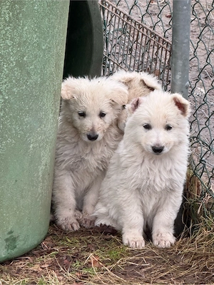 weißer Schweißer Schäferhunde 
