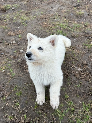 weißer Schweißer Schäferhunde 