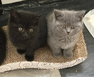 Britisch kurzhaar Kitten