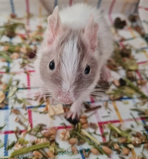 Degus suchen ein schönes neues Zuhause!