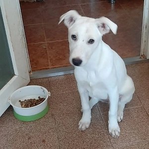 Lucy, 5 Monate, wird ca. 50 cm, lieb, verspielt