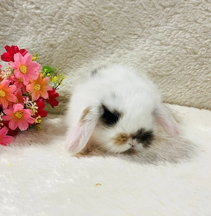 Zwergkaninchen Babys Farbenzwerge Minilop Zwergwidder