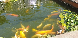 Koi's abzugeben