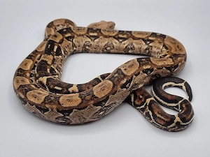 Boa constrictor imperator 
