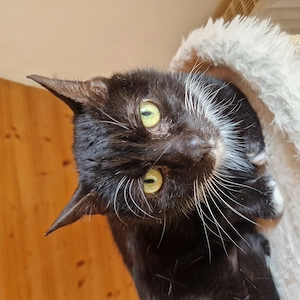 Franzl, 8 Jahre, lieb