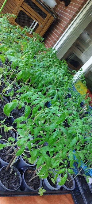 Tomatenpflanzen Bio VERSAND MÖGLICH 