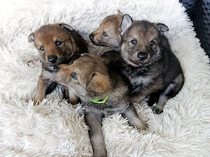 Tschechoslowakischer Wolfhund mischlinge