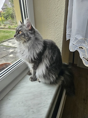 Maine Coon Katze