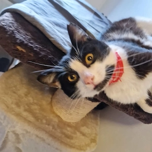 Gonzi, 2 Jahre, lieb und verschmust