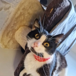 Gonzi, 2 Jahre, lieb und verschmust